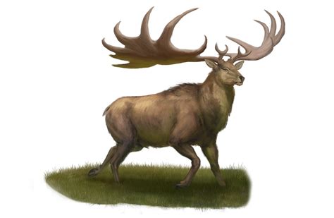 Pathfinder megaloceros  The average male's antlers weigh nearly 100 pounds and can be wider than his body is long